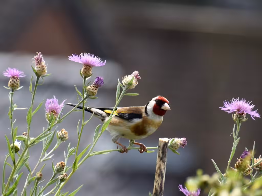 Stieglitz auf Wiesen-Flockenblume @andrea jaschik