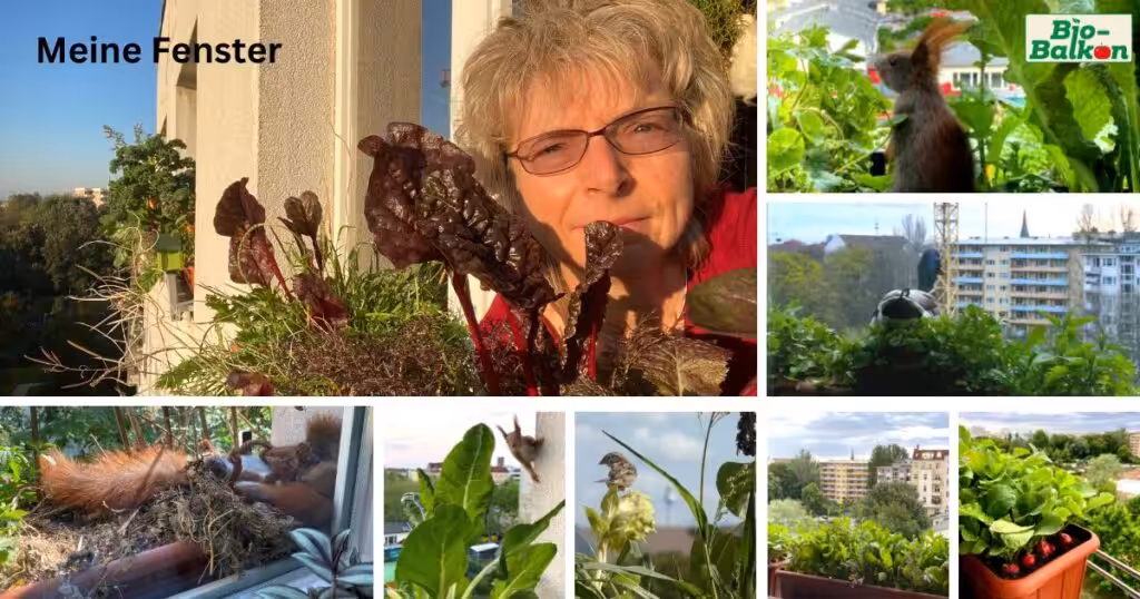 Vorstellung Bio-Balkon Fenster