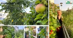 Vorstellung des Westbalkons der Balkonexpertin Birgit Schattling