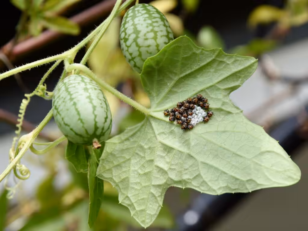 Wanzen-Kindergarten auf Mexikanischer Minigurke @andrea jaschik