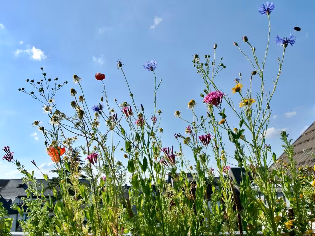 Wildblumenwiese im Balkonkasten @andrea jaschik