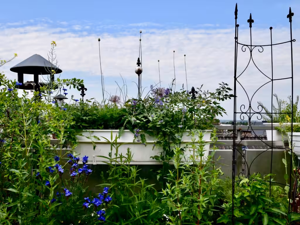 Wildstauden und Tomaten 'Tumbling Tom' @andrea jaschik