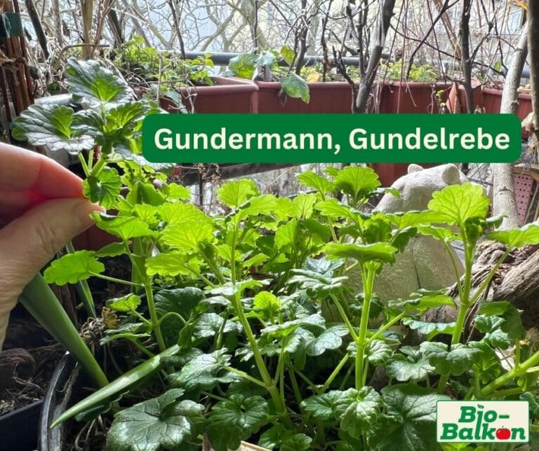 Gemeinsam online Gärtnern BioBalkon