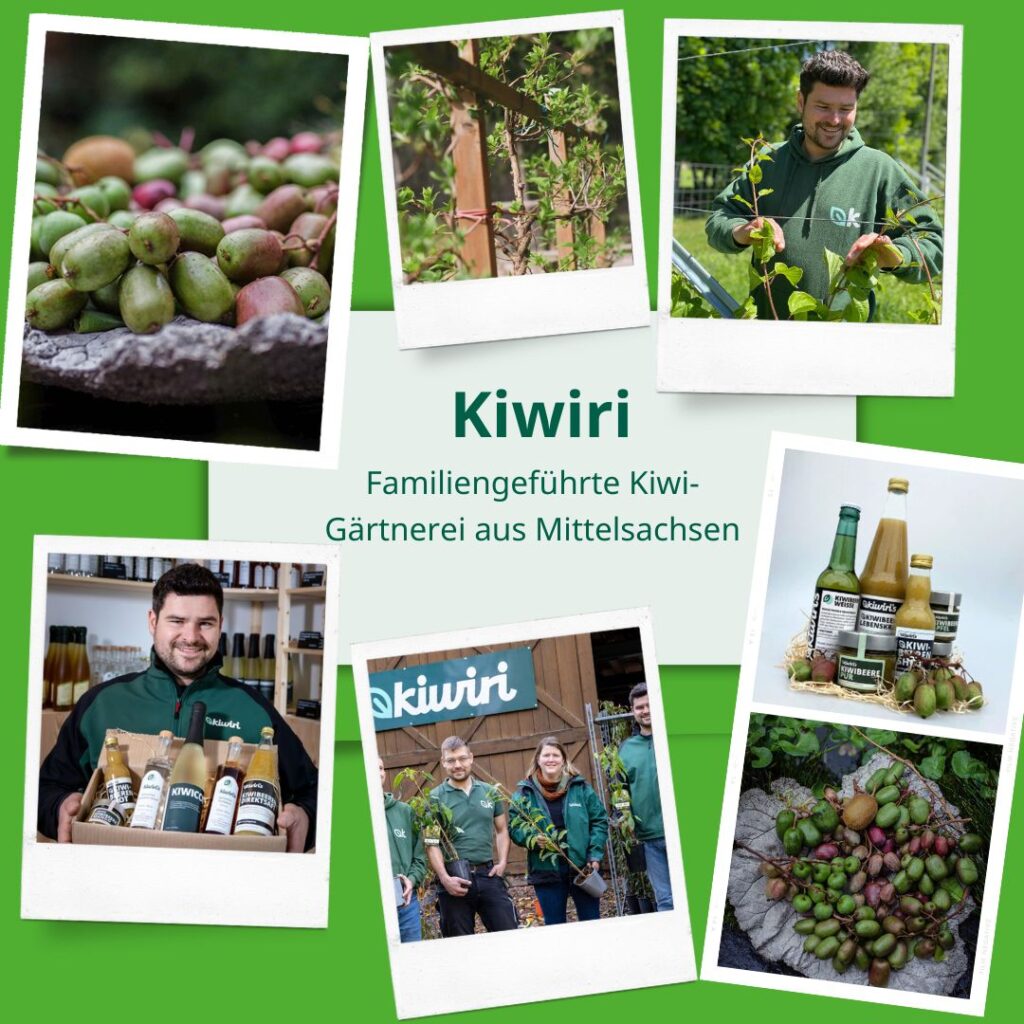 Mini-Kiwi-Beeren von Kiwiri im Kübel anbauen