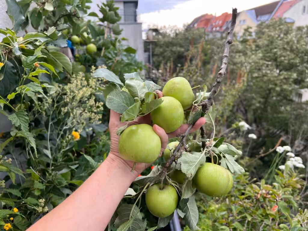 Neun Äpfel an einem Zweig waren zu viel. Ich hätte mit der Hand ausdünnen müssen.