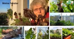 Vorstellung der begrünten Fensterbretter der Balkonexpertin Birgit Schattling