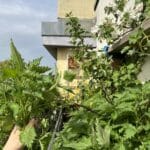 Brennnesseln wachsen hervorragend auf dem Westbalkon