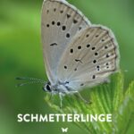 Buch Schmetterlinge - Die Tagfalter und Widderchen Deutschlands