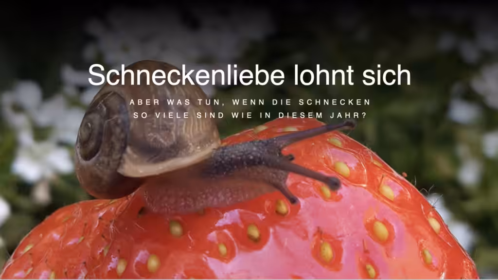 Aktuelle Schneckenproblematik: Wie ihr den Garten langfristig schneckenresistent macht