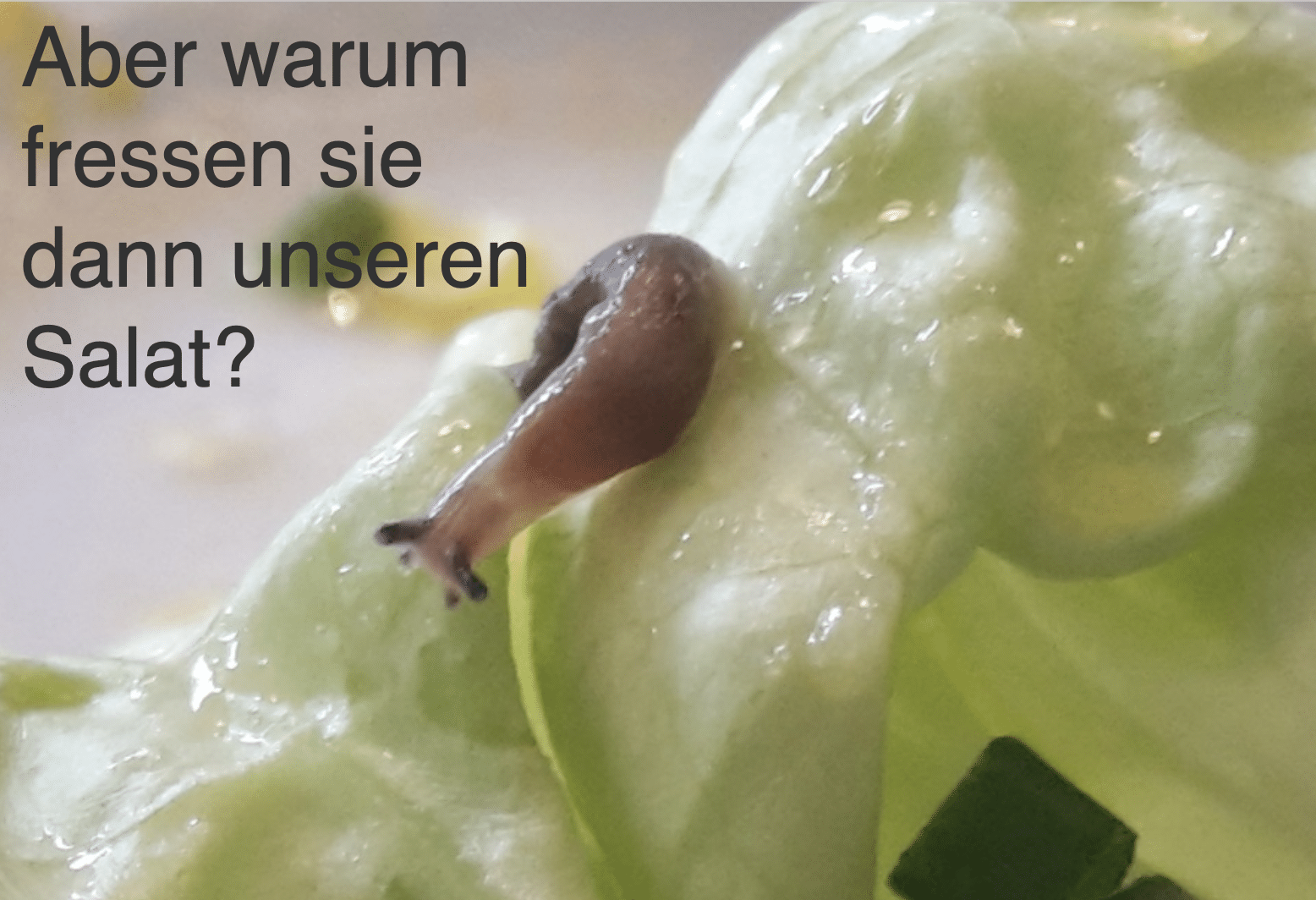 Fachvortrag Artenschutz Schneckenliebe lohnt sich BioBalkon