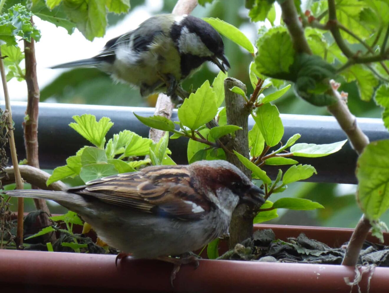 Vogel füttern am Balkon und im Garten BioBalkon