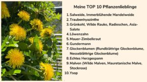 Die Top 10 insektenfreundlichen Lieblingspflanzen der Balkonexpertin Birgit Schattling