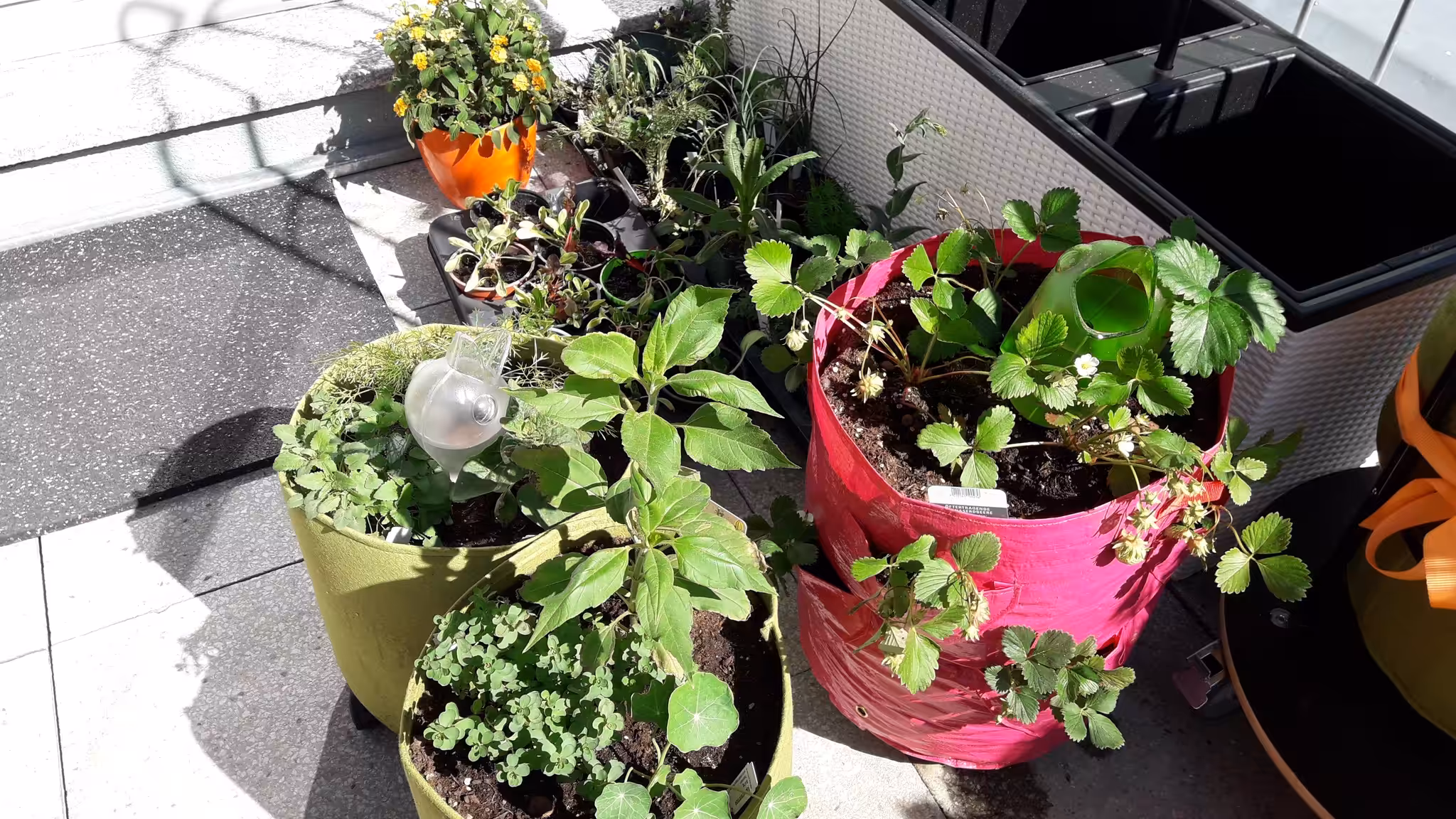 Dokumentation des Zerfalls eines Pflanzsacks aus Kunststoff als nicht geeignetes Pflanzgefäß für Balkons