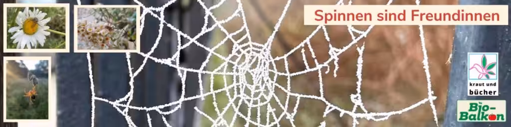 Artensprechstunde auf Birgits Bio-Balkon mit Sigrid Tinz: Spinnen sind Freundinnen