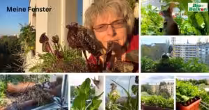 Vorstellung der begrünten Fensterbretter der Balkonexpertin Birgit Schattling