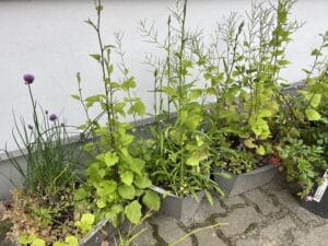 Die geheimnisvolle Kraft der Knoblauchsrauke 🌿 Entdecke wie wertvoll sie ist! - Workshop in der Balkonschule Berlin
