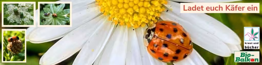 Artensprechstunde der Geoökologin Sigrid Tinz auf Birgit Schattlings Bio-Balkon: Ladet Euch Käfer ein!