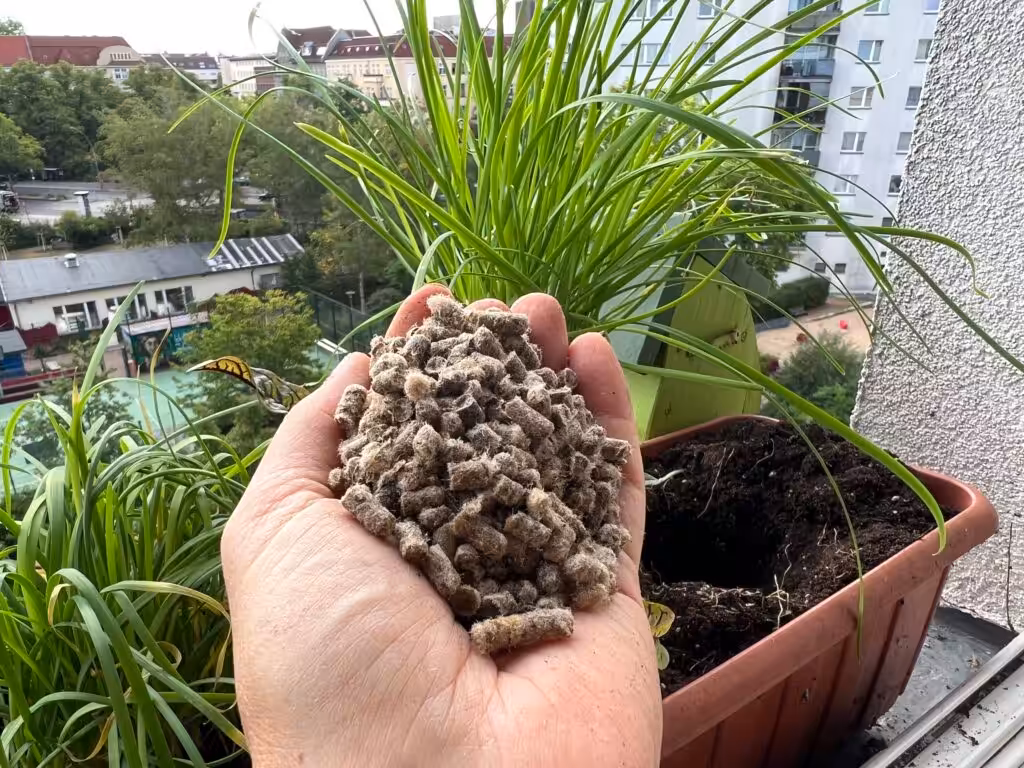 Schafwollpellets beim Einpflanzen von Jungpflanzen ins Pflanzloch geben.