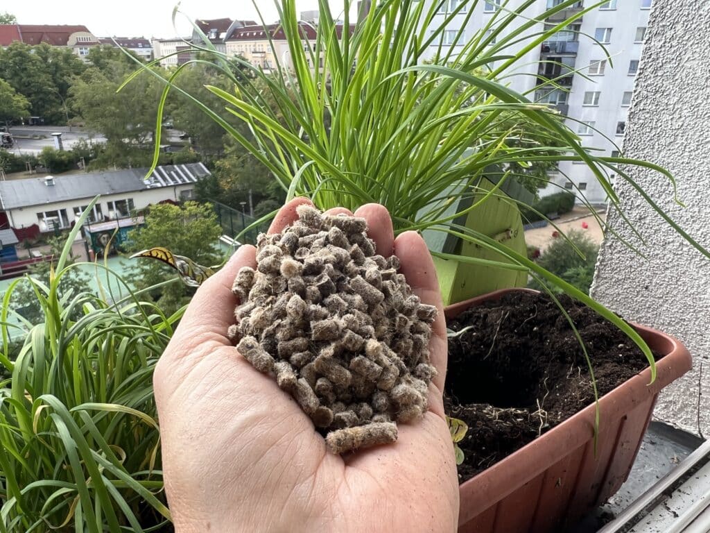 Schafwollpellets beim Einpflanzen von Jungpflanzen ins Pflanzloch geben.