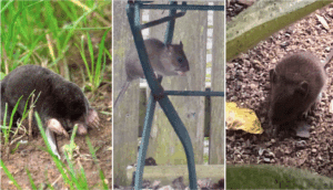 Warum gibt’s Wühlmäuse und wie wird man sie ökologisch wieder los? Teil 9 von Sigrids Artensprechstunde auf Birgits Bio-Balkon. Wie unterscheiden sich Maulwürfe, Mäuse und Ratten?