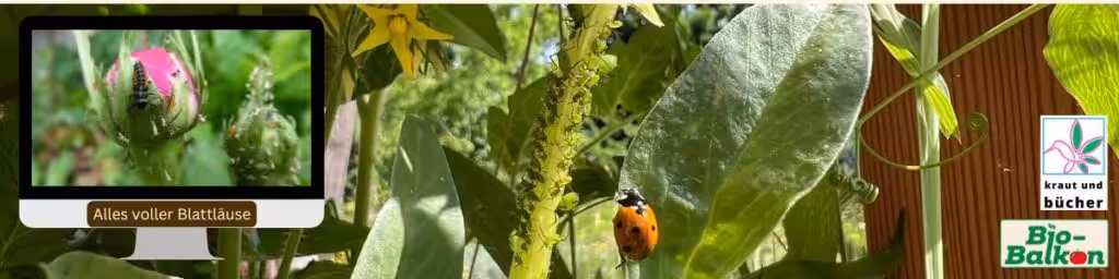 Sigrids Artensprechstunde auf Birgits Bio-Balkon: Alles voller Blattläuse? Nervensägen! Aber mit großem Nutzen.