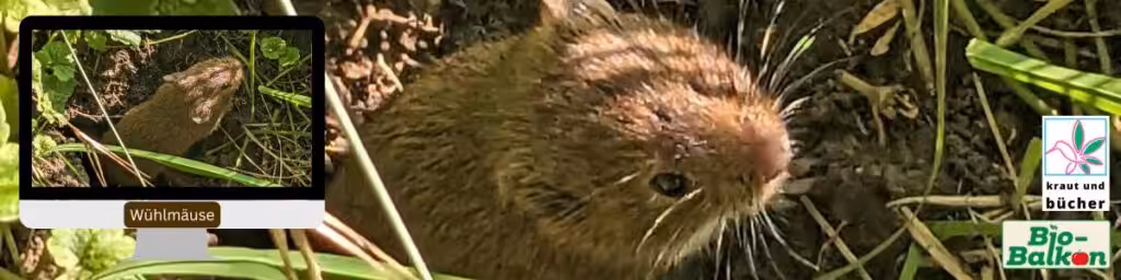 Warum gibt’s Wühlmäuse und wie wird man sie ökologisch wieder los? Teil 9 von Sigrids Artensprechstunde auf Birgits Bio-Balkon