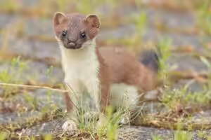 Warum gibt’s Wühlmäuse und wie wird man sie ökologisch wieder los? Der Baumwiesel ist die Lösung.
