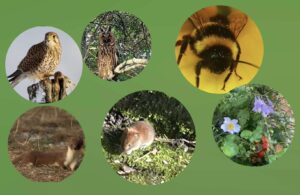 Das Nahrungsnetz der Tiere bei Wühlmäusen