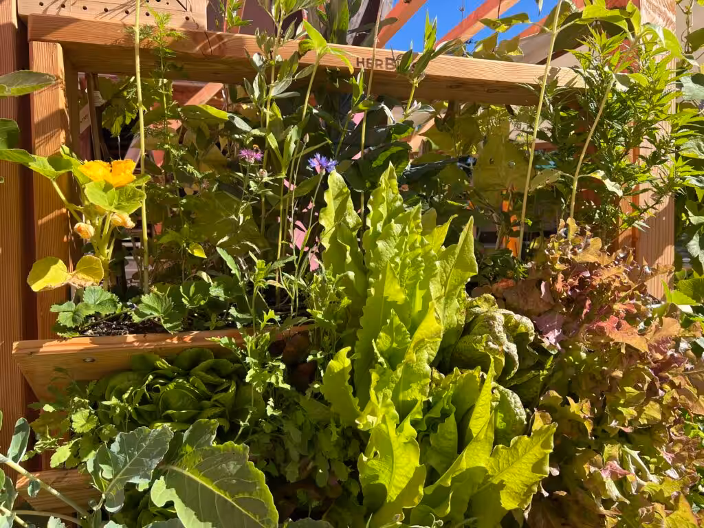 Der Salat schiesst aufgrund gestiegener Temperaturen.