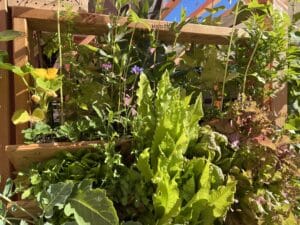 Der Salat schiesst aufgrund gestiegener Temperaturen.