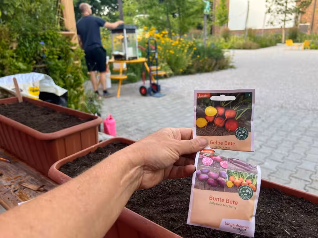 Aussaat von Bunter Bete und Gelber Bete in der Balkonschule Berlin