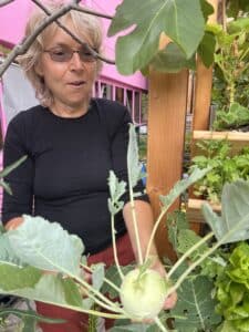 Ernte eines großen Kohlrabi in der Balkonschule Berlin