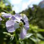 Löcherbiene auf Blüte von Radieschen