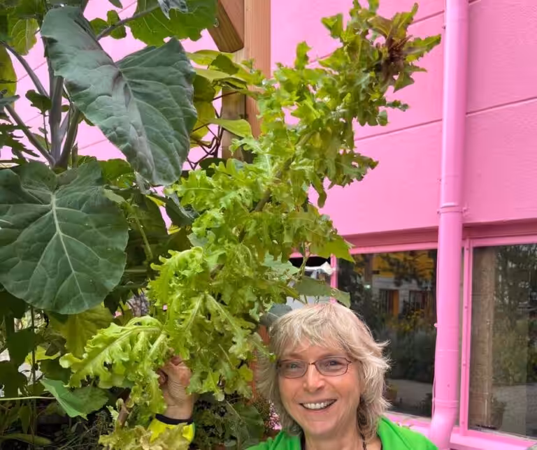 Salat schießt und geht in die Blüte