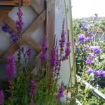 Blutweiderich und Glockenblume im Kübel auf dem Balkon