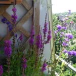 Blutweiderich und Glockenblume im Kübel auf dem Balkon