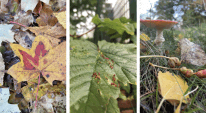 Buntes Laub