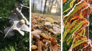 Buntes Laub