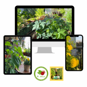 Die wichtigsten essbaren Wildpflanzen in Topf und Kübel anbauen.