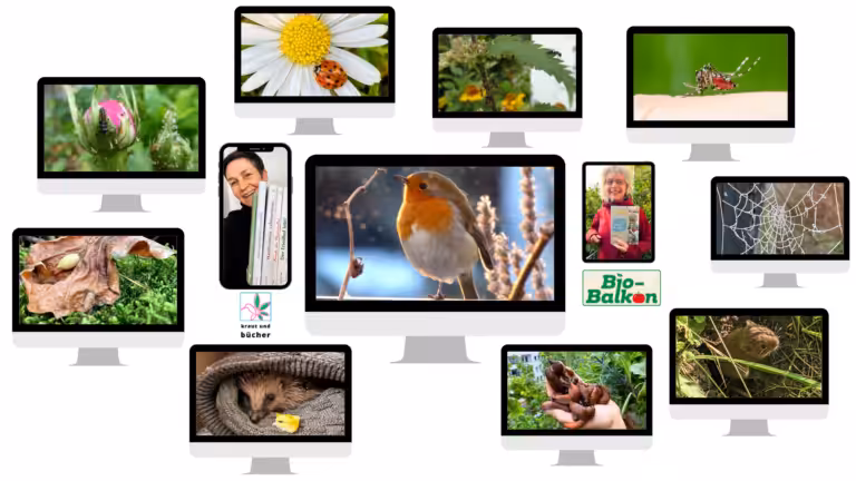 Sigrids Artensprechstunden auf Birgits Bio-Balkon