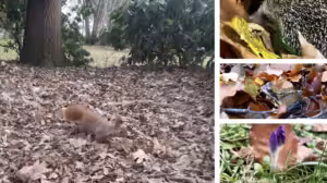 Garten Nicht Arbeiten Laub mit der Artenschützerin Sigrid Tinz