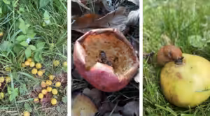 Garten Nicht Arbeiten Obst mit der Artenschützerin Sigrid Tinz