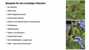 Heimische Wildpflanzen für den schattigen Balkon 1 Stefanie Binder