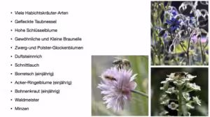 Heimische Wildpflanzen für den schattigen Balkon 2 Stefanie Binder