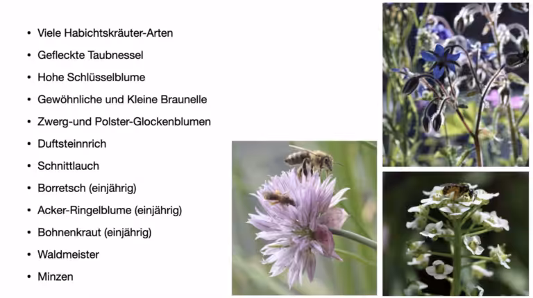 Heimische Wildpflanzen für den schattigen Balkon 2 Stefanie Binder