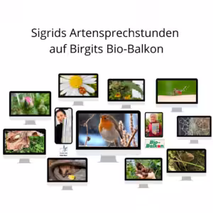 Sigrids Artensprechstunden auf Birgits Bio-Balkon