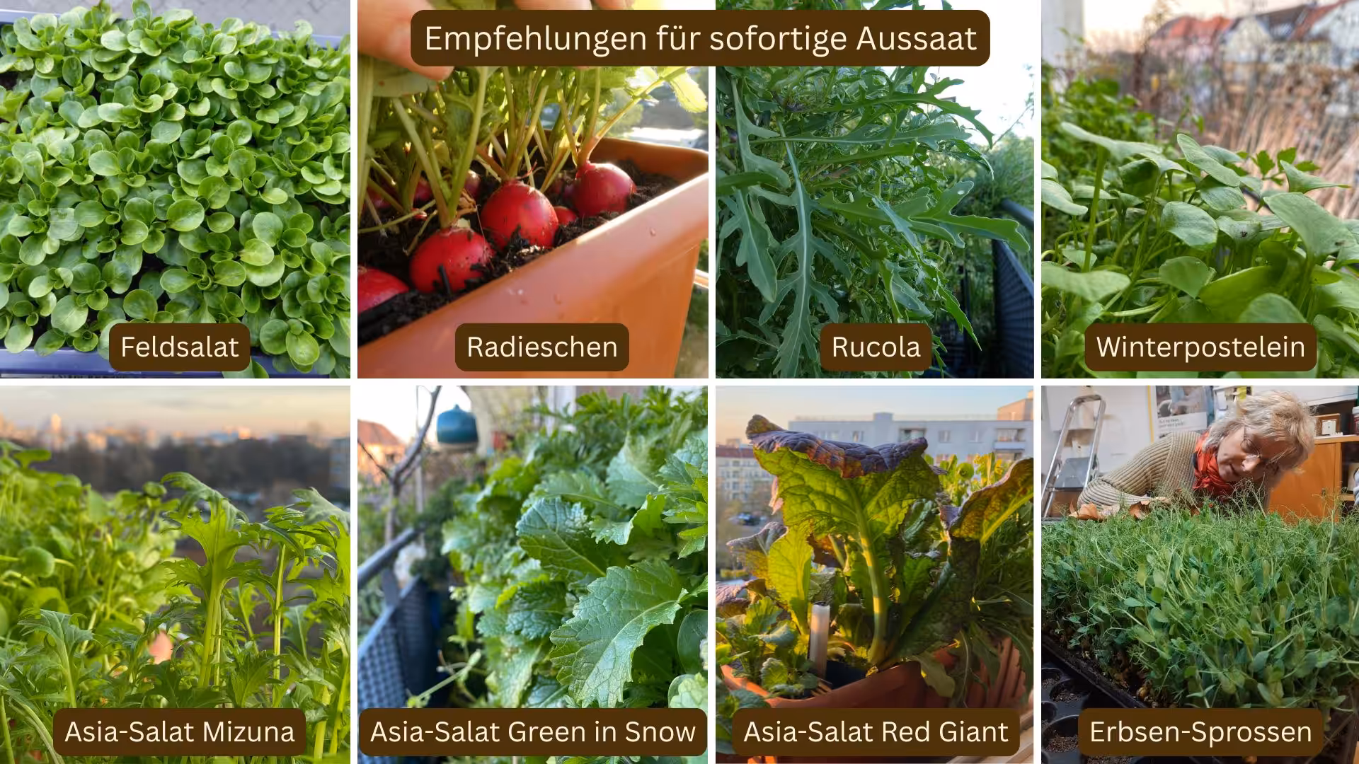 Empfehlungen für sofortige Aussaat im September