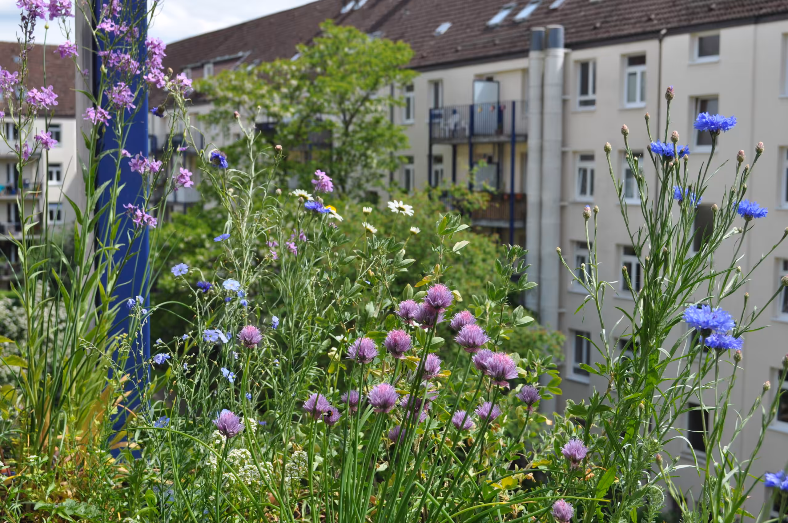 Kornblume Schnittlauch bei Stefanie Binder in Hamburg