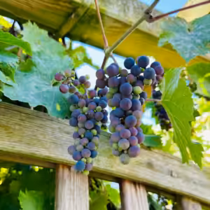 Weintrauben an Pergola